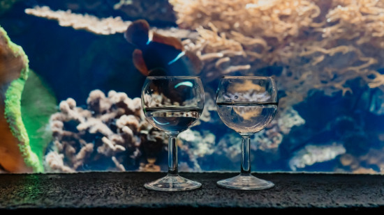 Aquarium de Lyon : des événements professionnels 20 000 lieues sous les mers