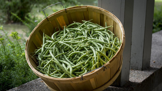 La ville de Givors va distribuer gratuitement 3 tonnes de haricots verts bio