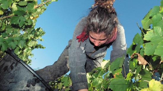 Vendanges terminées dans le Beaujolais : une quantité en fort recul, une qualité "réjouissante"