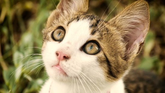 Classement sur le bien-être animal : Lyon dans le top 10