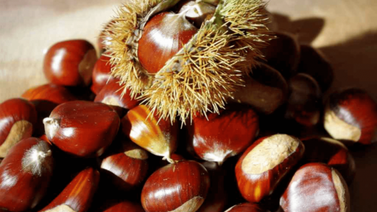 Dans la région : partis chercher des châtaignes, ils tombent sur 5 kilos de cannabis Dans la région : partis chercher des châtaignes, ils tombent sur 5 kilos de cannabis