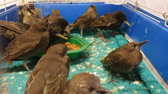 La Région Auvergne Rhône-Alpes octroie une aide de 11 000 euros à un centre d’aide aux oiseaux La Région Auvergne Rhône-Alpes octroie une aide de 11 000 euros à un centre d’aide aux oiseaux