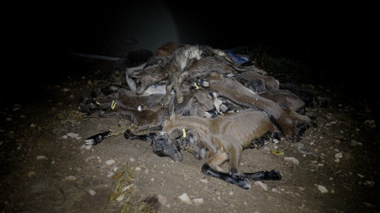 Maltraitance animale : Thierry Chevenet se défend et se dit "scandalisé" par les pratiques de L214