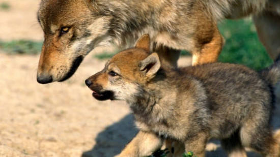 Dans la r&eacute;gion : une association d&eacute;nonce l'abattage de loups adultes en Savoie, plusieurs louveteaux abandonn&eacute;s