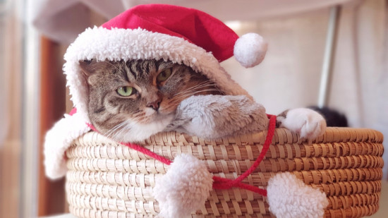 Un grand Bazar de Noël au profit des animaux de la SPA de Lyon !