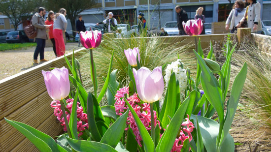 Bron obtient sa première fleur au label "Villes et Villages fleuris"