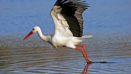 Parc des Oiseaux : près de 245 000 personnes ont visité le parc en 2022
