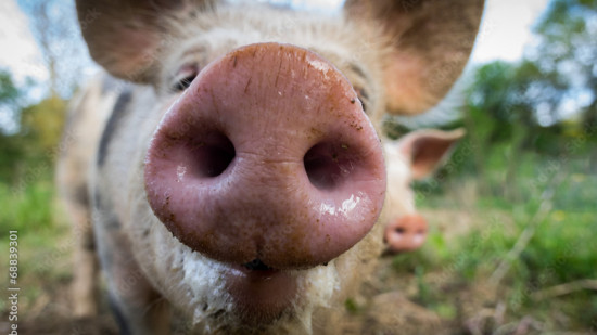 Près de Lyon : un cochon aperçu au bord d’une route avant d’être retrouvé mort