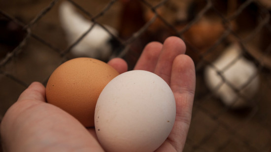 Des œufs contaminés par des polluants dans le Rhône