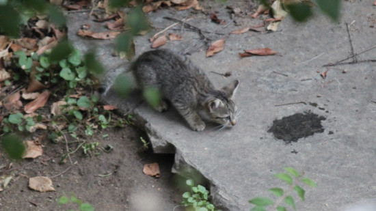 La Métropole de Lyon va subventionner les communes qui stérilisent les chats errants La Métropole de Lyon va subventionner les communes qui stérilisent les chats errants