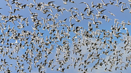 Virus de l’influenza aviaire : élargissement de la zone de contrôle dans le Rhône après un nouveau cas