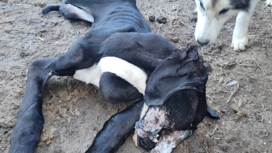 La SPA de Lyon sauve huit chiens d'un élevage canin ignoble