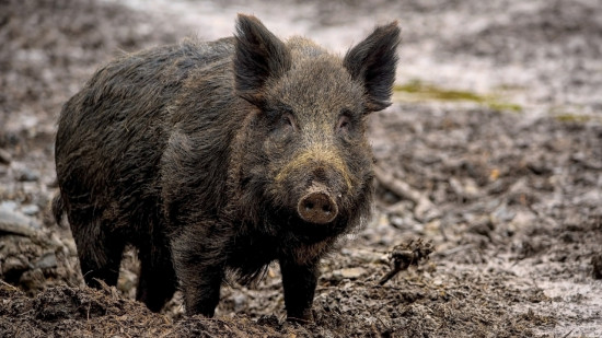 Dans la région : un sanglier chute dans une piscine, cinq pompiers appelés pour le sauver