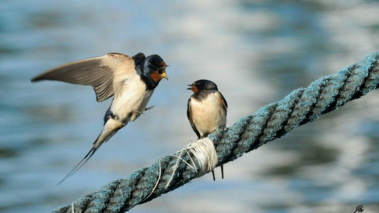 La Métropole de Lyon adopte un plan de sauvegarde des hirondelles et des martinets
