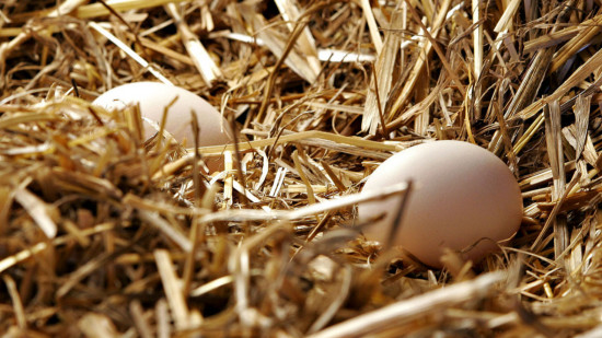 Pollution aux perfluorés : il est recommandé de ne plus consommer les oeufs de 12 nouvelles communes dont Lyon