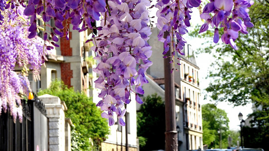 Le Festival des Glycines de retour à Lyon : préparez votre appareil photo !
