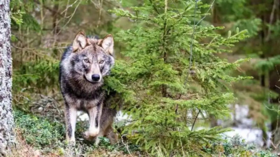 Une attaque de loup à quelques kilomètres de Lyon ?