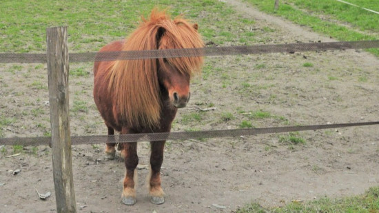 Lyon : Les poneys quittent définitivement le parc de la Tête d’or