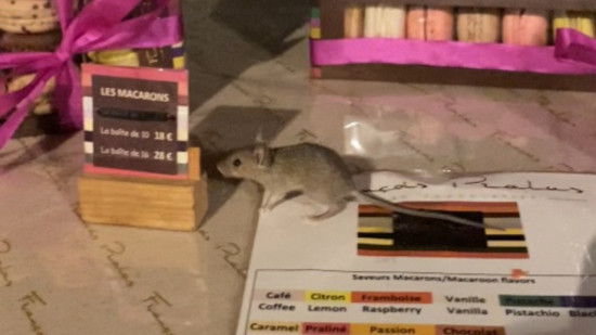 Des souris dans la vitrine de la boutique Pralus à Lyon : "C’est malheureusement un problème auquel la Maison est confrontée"