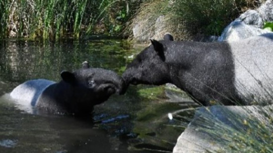 Lyon : de nouvelles naissances au parc zoologique de la Tête d'Or