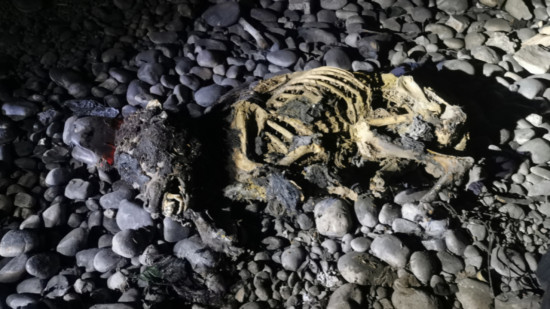 Trois cadavres de chiens retrouvés en un mois, la SPA de Lyon révoltée et inquiète porte plainte