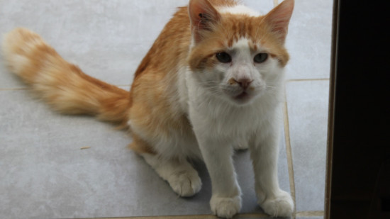 Près de Lyon : il tire à la carabine à plombs sur un chat à Saint-Genis-les-Ollières, l’animal défiguré Près de Lyon : il tire à la carabine à plombs sur un chat à Saint-Genis-les-Ollières, l’animal défiguré