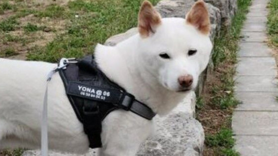 Chien tombé dans la Saône à Lyon : Yona retrouvée blessée à Pierre-Bénite, une cagnotte en ligne ouverte