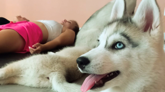 Faire du yoga avec des chiots : elle organise pour la première fois des cours de puppy yoga à Lyon