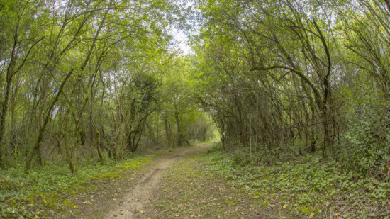 Près de Lyon : les pompiers découvrent quatre blessés dans les bois Près de Lyon : les pompiers découvrent quatre blessés dans les bois