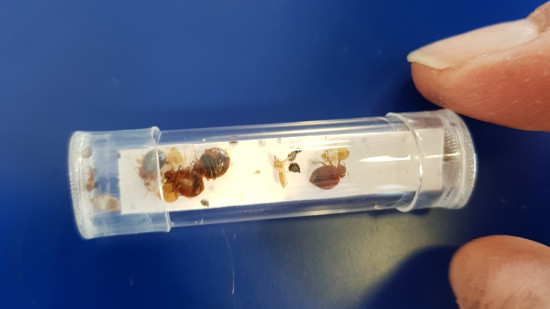 Lyon : une punaise de lit dans une bibliothèque municipale, un nouveau bilan livré aux TCL