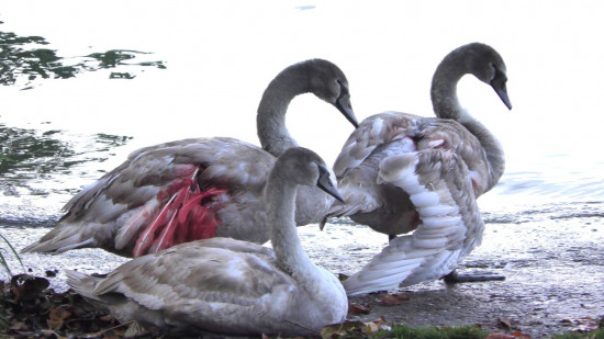 Lyon : des agents SNCF ont-ils balancé trois cygnes par-dessus le pont ferroviaire de Perrache ? Lyon : des agents SNCF ont-ils balancé trois cygnes par-dessus le pont ferroviaire de Perrache ?