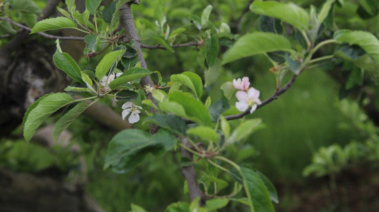 Près de Lyon : une mairie va aider ses habitants à planter des arbres Près de Lyon : une mairie va aider ses habitants à planter des arbres