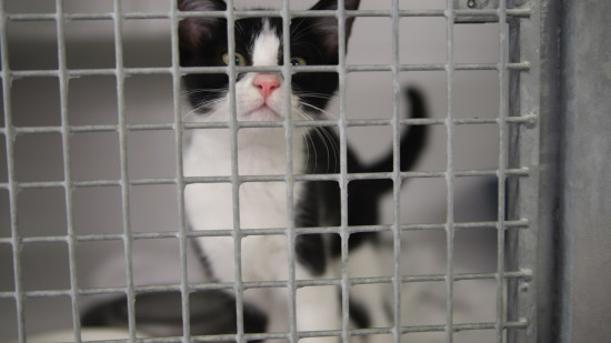 "Nous ne pouvons faire face" : la SPA de Lyon lance un appel aux dons 