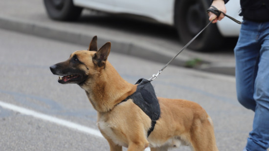 Villeurbanne : plus de 40 kilos de cannabis saisis, deux interpellés