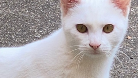 Lyon : des ouvriers ont-ils écrasé un chat avant de faire disparaître son corps dans les égouts ? Lyon : des ouvriers ont-ils écrasé un chat avant de faire disparaître son corps dans les égouts ?