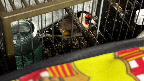 Rhône : il capturait et maltraitait des oiseaux pour les faire chanter dans des concours en Espagne Rhône : il capturait et maltraitait des oiseaux pour les faire chanter dans des concours en Espagne