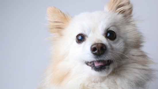 Une Villeurbannaise condamnée après avoir laissé son chien mourir de faim 