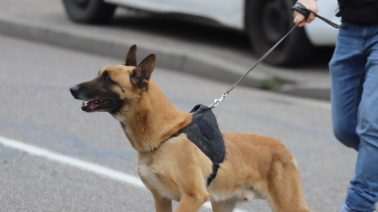 Près de Lyon : plusieurs kilos de cannabis saisis grâce au flair d’un chien 