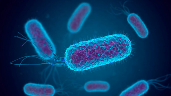 Bactérie E.coli : deux enfants contaminées près de Lyon