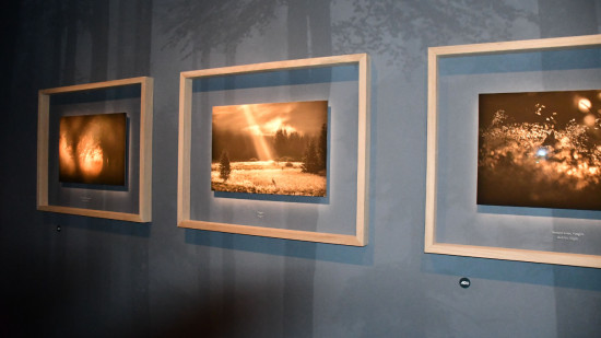 Lyon : le musée des Confluences accueille une nouvelle exposition sur les forêts