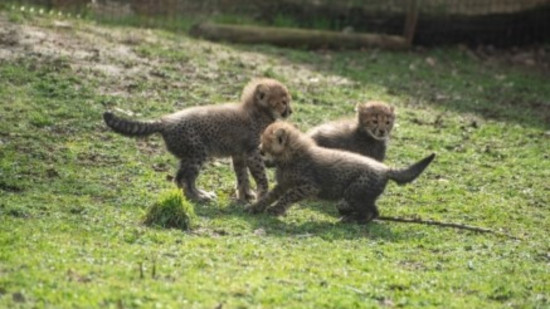 Près de Lyon : naissance exceptionnelle de trois guépards au Safari de Peaugres