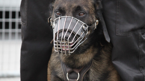 Près de Lyon : condamné pour avoir enfermé son chien dans une épave de voiture Près de Lyon : condamné pour avoir enfermé son chien dans une épave de voiture