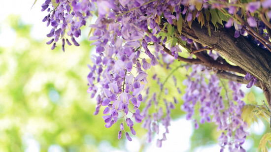 Coup d'envoi du Festival des Glycines à Lyon : sortez votre appareil photo !