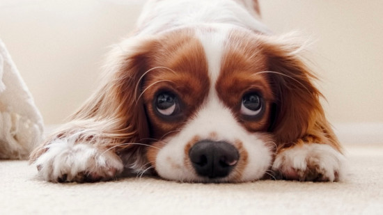 Villes où il fait bon vivre pour les chiens : du mieux pour Lyon encore loin des premières places Villes où il fait bon vivre pour les chiens : du mieux pour Lyon encore loin des premières places