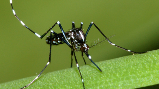Moustique tigre : une surveillance renforcée mise en place dans le Rhône Moustique tigre : une surveillance renforcée mise en place dans le Rhône