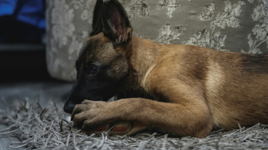 Près de Lyon, la propriétaire d'un chien ayant mordu deux personnes a été condamnée Près de Lyon, la propriétaire d'un chien ayant mordu deux personnes a été condamnée