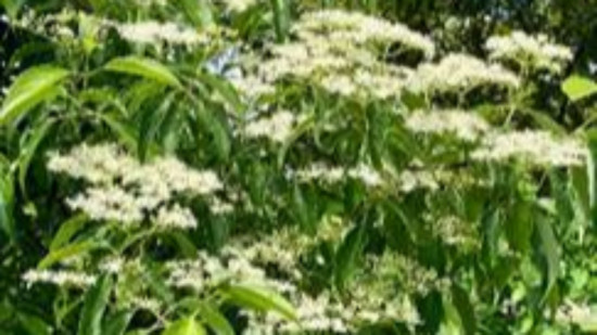 Au jardin botanique de Lyon, la première floraison d’une plante rare venue de Chine Au jardin botanique de Lyon, la première floraison d’une plante rare venue de Chine