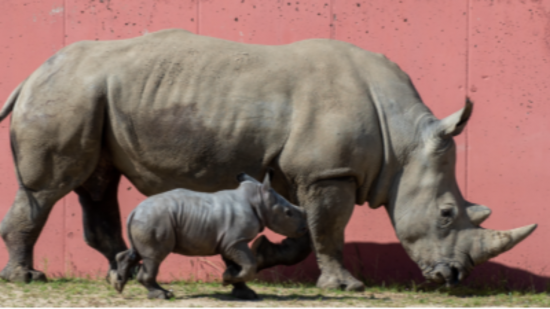 Naissance d’une petite rhinocéros au Safari de Peaugres !