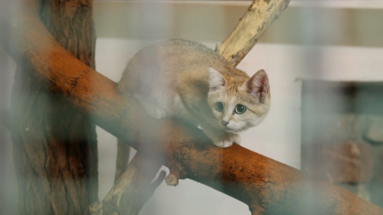 Lyon : une association saisit la justice pour connaitre le coût du zoo de la Tête d’Or