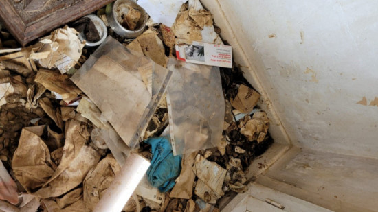 Près de Lyon : dix cadavres de chats retrouvés dans un logement insalubre